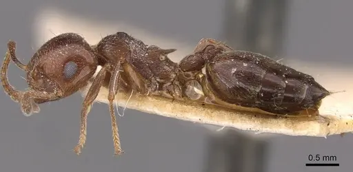 Crematogaster ionia specimen CASENT0908491 image casent0908491_3