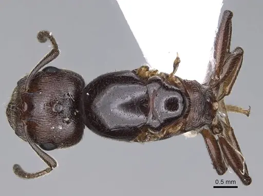 Crematogaster ionia specimen CASENT0914236 image casent0914236_1
