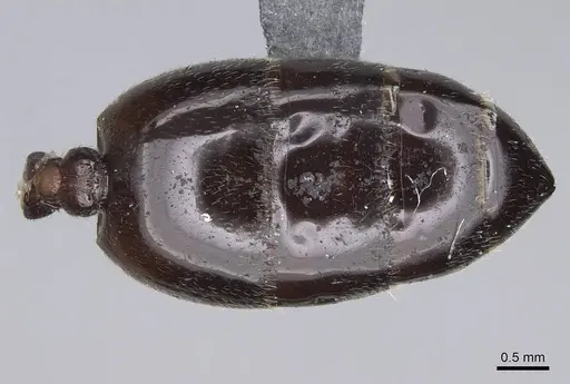 Crematogaster ionia specimen CASENT0914236 image casent0914236_2