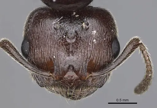 Crematogaster ionia specimen CASENT0914236 image casent0914236_3