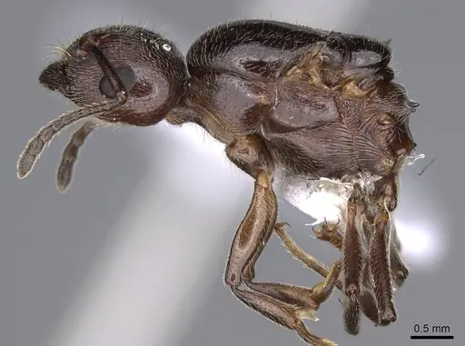 Crematogaster ionia specimen CASENT0914236 image casent0914236_4