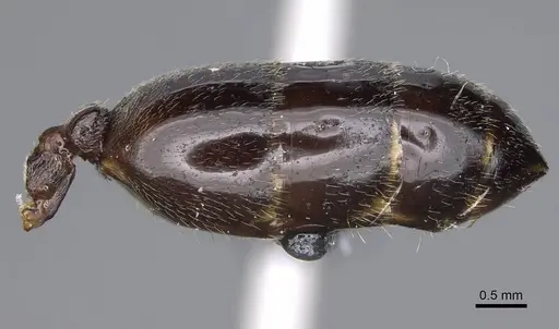 Crematogaster ionia specimen CASENT0914236 image casent0914236_5