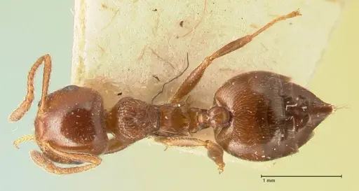 Crematogaster ionia specimen FOCOL1448 image focol1448_1