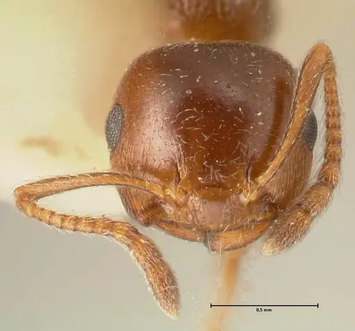 Crematogaster ionia specimen FOCOL1448 image focol1448_2