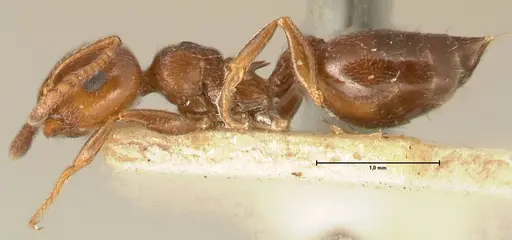 Crematogaster ionia specimen FOCOL1448 image focol1448_3