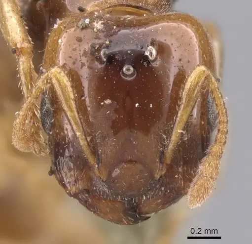Crematogaster iridipennis specimen CASENT0901445 image casent0901445_2