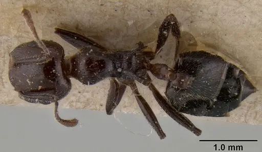 Crematogaster irritabilis specimen CASENT0171215 image casent0171215_1