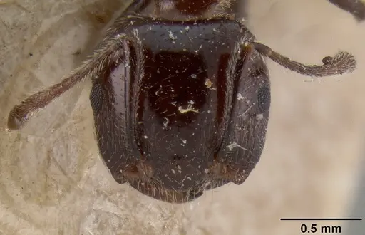 Crematogaster irritabilis specimen CASENT0171215 image casent0171215_2