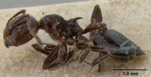 Crematogaster irritabilis specimen CASENT0171215 image casent0171215_3