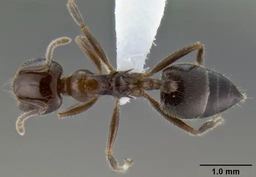 Crematogaster irritabilis specimen CASENT0193598 image casent0193598_1