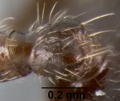 Crematogaster irritabilis specimen CASENT0193598 image casent0193598_2