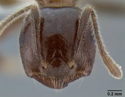 Crematogaster irritabilis specimen CASENT0193598 image casent0193598_3