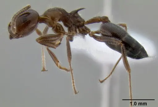 Crematogaster irritabilis specimen CASENT0193598 image casent0193598_4