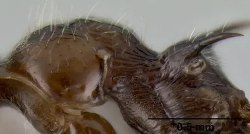 Crematogaster irritabilis specimen CASENT0193598 image casent0193598_5