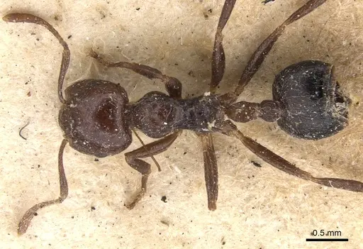 Crematogaster irritabilis specimen CASENT0901444 image casent0901444_1