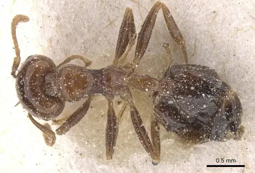 Crematogaster irritabilis specimen CASENT0912772 image casent0912772_1