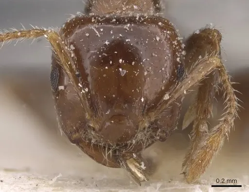 Crematogaster irritabilis specimen CASENT0912772 image casent0912772_2