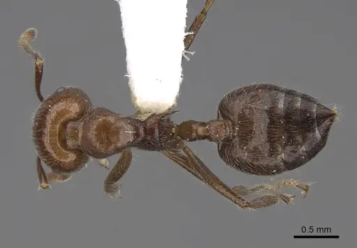 Crematogaster irritabilis specimen CASENT0922666 image casent0922666_1