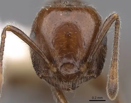 Crematogaster irritabilis specimen CASENT0922666 image casent0922666_2