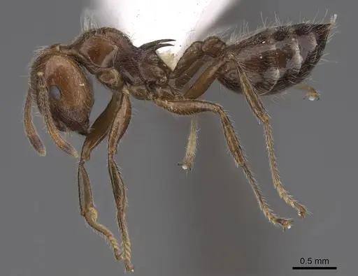 Crematogaster irritabilis specimen CASENT0922666 image casent0922666_3