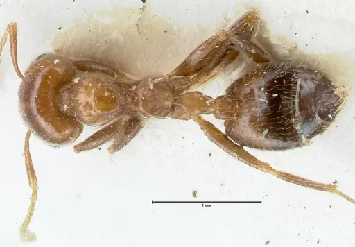 Crematogaster irritabilis specimen FOCOL1638 image focol1638_1