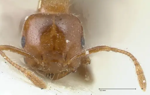 Crematogaster irritabilis specimen FOCOL1638 image focol1638_2