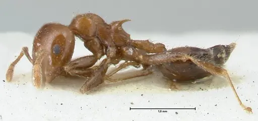 Crematogaster irritabilis specimen FOCOL1638 image focol1638_3