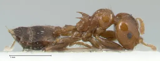 Crematogaster irritabilis specimen FOCOL1638 image focol1638_4