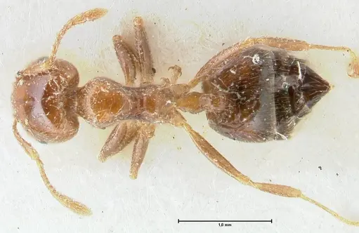 Crematogaster irritabilis specimen FOCOL1639 image focol1639_1