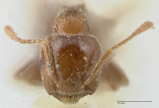 Crematogaster irritabilis specimen FOCOL1639 image focol1639_2