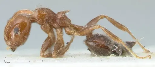 Crematogaster irritabilis specimen FOCOL1639 image focol1639_3