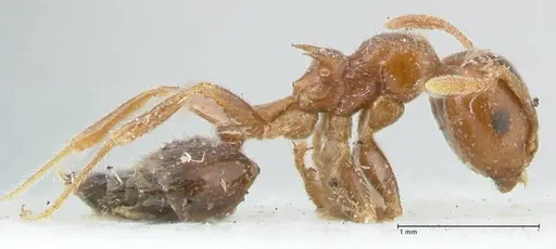 Crematogaster irritabilis specimen FOCOL1639 image focol1639_4