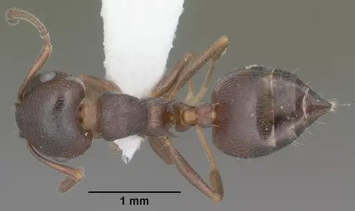 Crematogaster isolata specimen CASENT0102832 image casent0102832_1