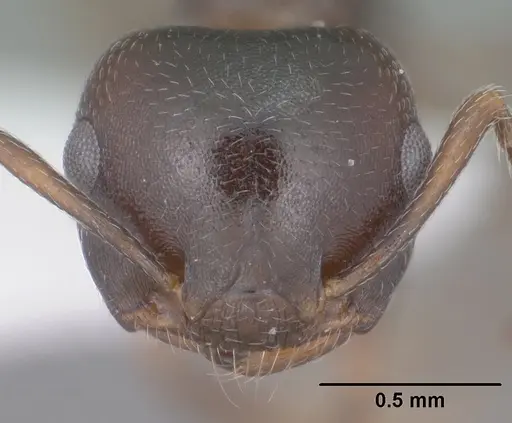 Crematogaster isolata specimen CASENT0102832 image casent0102832_2