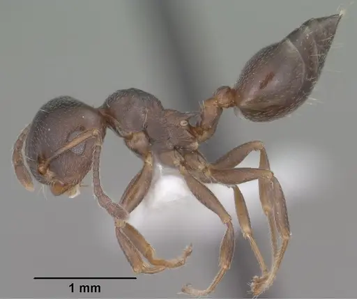 Crematogaster isolata specimen CASENT0102832 image casent0102832_3