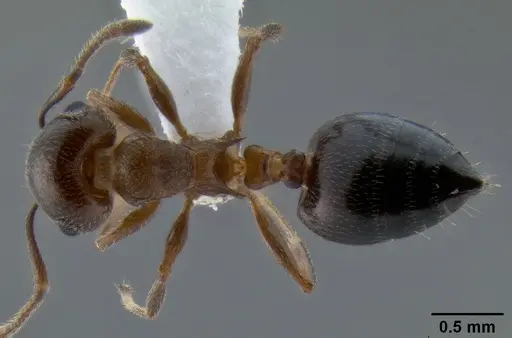 Crematogaster isolata specimen CASENT0193229 image casent0193229_1