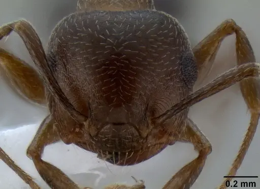 Crematogaster isolata specimen CASENT0193229 image casent0193229_2
