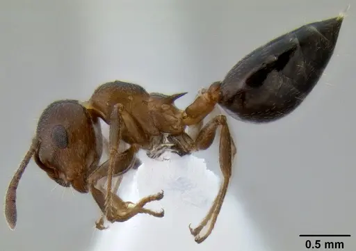Crematogaster isolata specimen CASENT0193229 image casent0193229_3