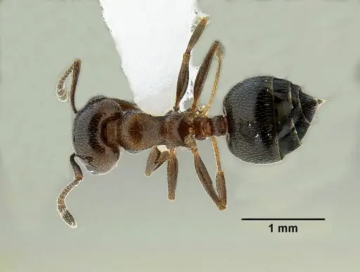 Crematogaster isolata specimen CASENT0863217 image casent0863217_1