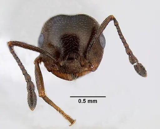 Crematogaster isolata specimen CASENT0863217 image casent0863217_2