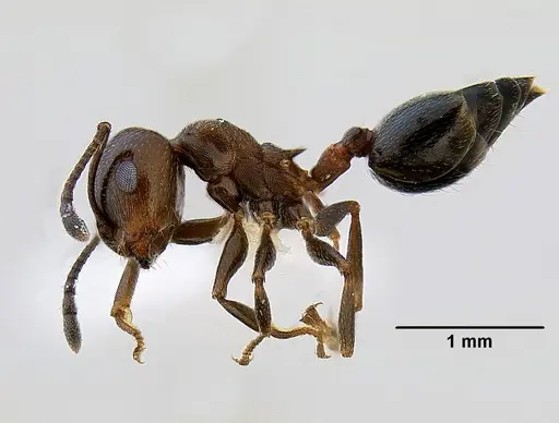 Crematogaster isolata specimen CASENT0863217 image casent0863217_3