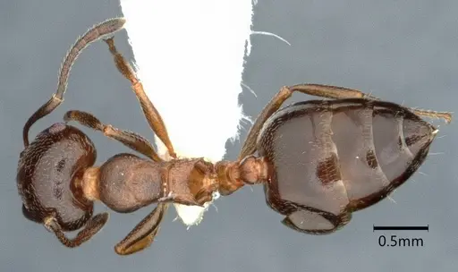 Crematogaster isolata specimen CASENT0882146 image casent0882146_1