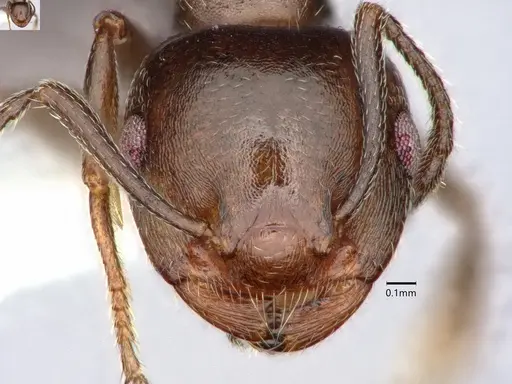Crematogaster isolata specimen CASENT0882146 image casent0882146_2