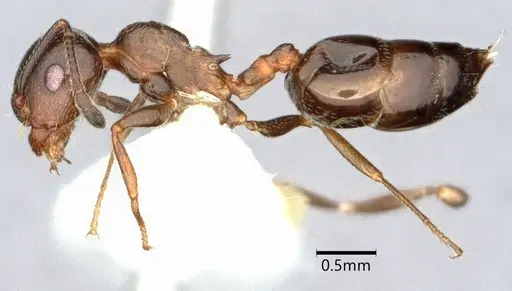 Crematogaster isolata specimen CASENT0882146 image casent0882146_3