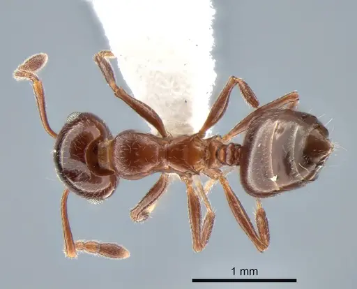 Crematogaster isolata specimen CASENT0882182 image casent0882182_1