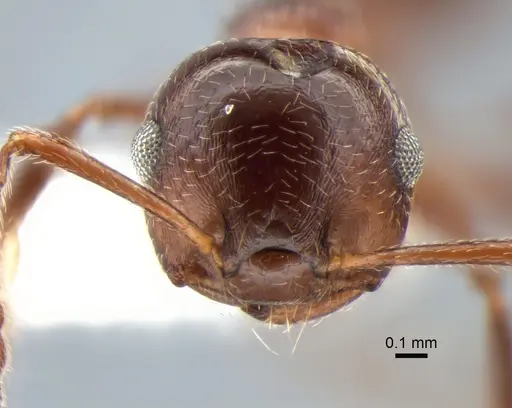 Crematogaster isolata specimen CASENT0882182 image casent0882182_2