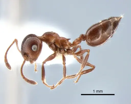 Crematogaster isolata specimen CASENT0882182 image casent0882182_3
