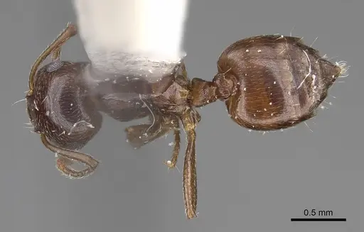 Crematogaster isolata specimen CASENT0914492 image casent0914492_1