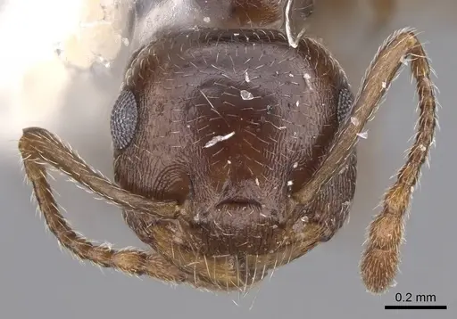 Crematogaster isolata specimen CASENT0914492 image casent0914492_2