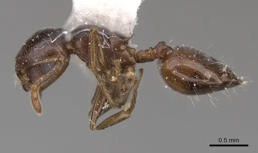 Crematogaster isolata specimen CASENT0914492 image casent0914492_3